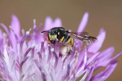Pseudoanthidium sp.